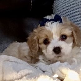 Cavachons from My Furry Friends