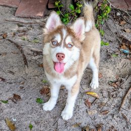 Culhane - 1200 - Red and white male Pomsky puppy in Spring Hill, Florida from www.PuppyTimeEmporium.com