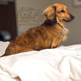 Jojo - Dachshund