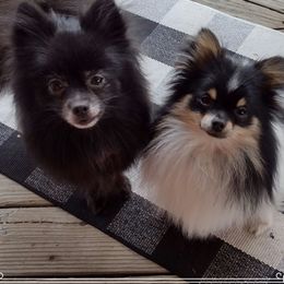 Bella Rue - Pomeranian
