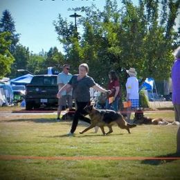 German Shepherd Puppies from Majestic Royal German Shepherd’s