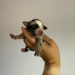 Alpine - Blue merle male Toy Australian Shepherd puppy in Medical Lake, Washington from MAS Gone Rogue