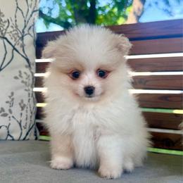 Sonic - Cream parti male Pomeranian puppy in Stroud, Oklahoma from Laik’s Little Shihtz & Poms