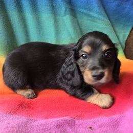 Dachshund Puppies from Pure Joy Dachshunds