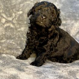 Boy 1 - Black male Assorted Doodle Crosses puppy in Tropic, Utah from Lady Paws-Kara
