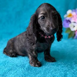 Heaven - Brindle female Dachshund puppy in Lincoln, Arkansas from Red Dirt Dachshunds