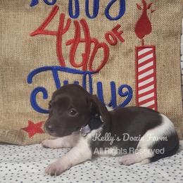 Chocolate Piebald Female Smooth Coat Purple Collar - Chocolate female Dachshund puppy in Cleveland, Tennessee from Kelly's Doxie Farm