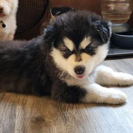 Girl 1 'Lilith' orange collar - Black and white female Alaskan Malamute puppy in Grayson County, Virginia from River Bend Malamutes