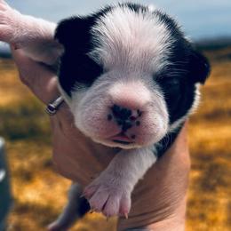 This is Sassys girl 1 - Black brindle and white female Boston Terrier puppy in Yakima, Washington from Barnett’s AKC Boston Terriers