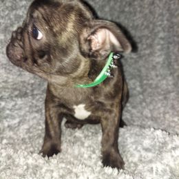 French Bulldog Puppies from Absolute Frenchie Connection