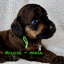 Moose - green collar - Sable male Poodle puppy in Peyton, Colorado from Fuzzybottoms Ranch LLC