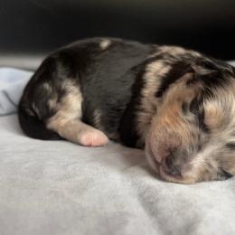 Lucky Charm - Blue merle male Aussiedoodle puppy in Michigan from Kingsden Aussies and doodles