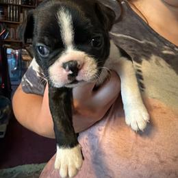 Aiden - Black brindle and white male Boston Terrier puppy in Tenmile, Oregon from High Plains French Bulldogs,Boston Terriers and Frenchtons.
