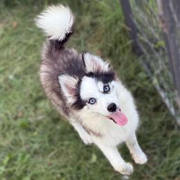 Pua - Black and white male Pomsky puppy in Lewiston, Minnesota from Family Pomsky
