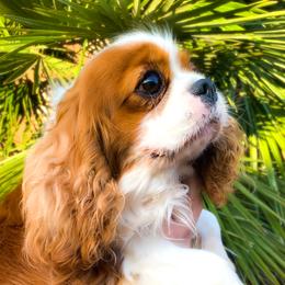 Penelope - Cavalier King Charles Spaniel