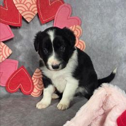 Shine - Black and white female Border Collie puppy in Gaffney, South Carolina from On the Lamb