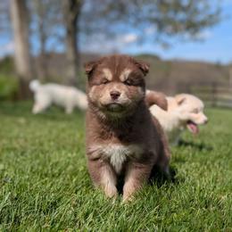 Reed - Red and white male Siberian Husky puppy in Coshocton, Ohio from Wyant Farms
