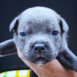 Ocho - Blue male Staffordshire Bull Terrier puppy in Dallas, Texas from Wild Blue Staffords