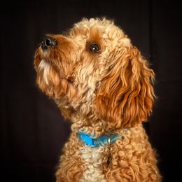 Scarlet - Cavapoo