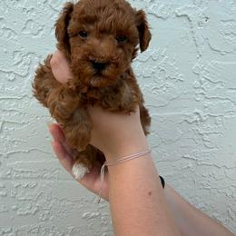 Barto - Apricot male Poodle puppy in Miami, Florida from Sakura Poodles