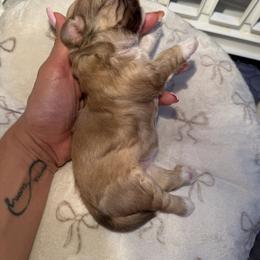 Shih Tzu Puppies from Shih Tzu Puppy in Orlando