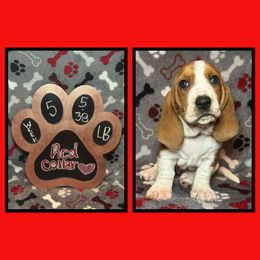 Red collar female - Mahogany and white female Basset Hound puppy in Hamilton, Indiana from Cam’s Country Bassets