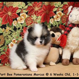 Pomeranian Puppies from Port Bee Pomeranian’s