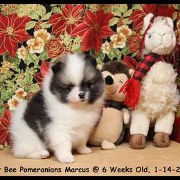 Pomeranian Puppies from Port Bee Pomeranian’s