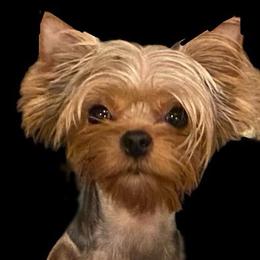 Bash-she - Yorkshire Terrier