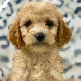 Ashton - Red  male Goldendoodle puppy in Ambrose, Georgia from Brandilyn's Aussies