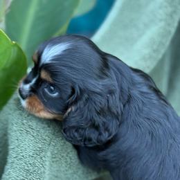 Nolan - Black and tan male Cavalier King Charles Spaniel puppy in Lawton, Oklahoma from Wild Wishes Cavaliers