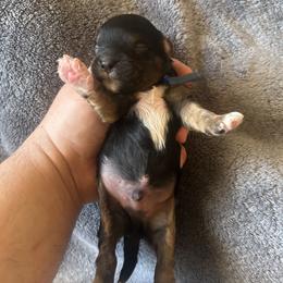 Black, brown and white boy 2 - Tri-color male Cavapoo puppy in Tempe, Arizona from Springerdoodles Plus AZ