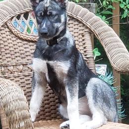 Siberian Huskies from Arctic Tundra Siberians