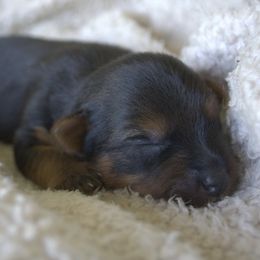 Australian Terrier Puppies from ZoeZoo Australian Terriers