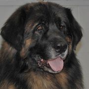 Jake - Leonberger
