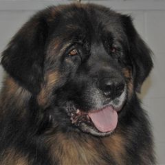 Jake - Leonberger