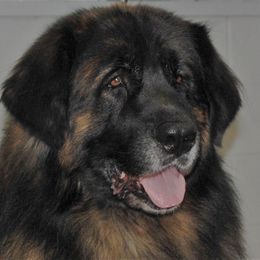 Jake - Leonberger