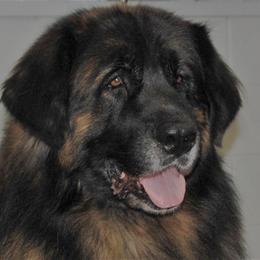 Jake - Leonberger