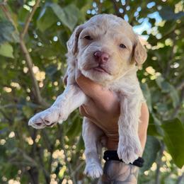 Lloyd - Apricot male Goldendoodle puppy in Horseshoe Bend, Idaho from Over the Moon Poodles and Doodles