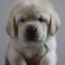 Pick 4 - Yellow male Labrador Retriever puppy in Williston, Florida from Royal K Labradors