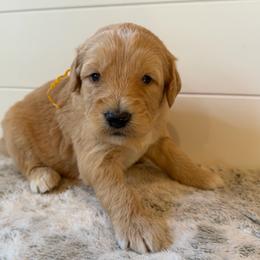 Yellow Collar Boy - Red  male Goldendoodle puppy in San Augustine, Texas from Vintage Doodles