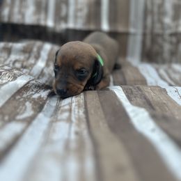 Boy Green - Dachshund puppy in Modesto, California from Lola’s Doxies