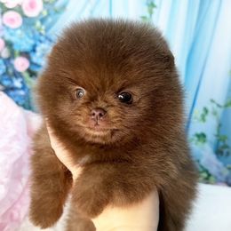 AKC Igor - Chocolate male Pomeranian puppy in Oklahoma City, Oklahoma from Belle House Pomeranians