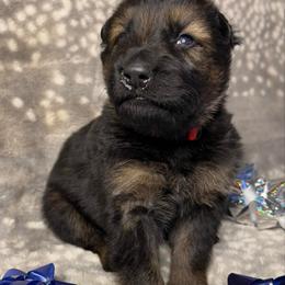 Red color - Sable male German Shepherd puppy in Marion, Ohio from Legacy K9’s