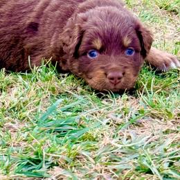 Valor - Red tri-color male Australian Shepherd puppy in Mineral Wells, Texas from A6 Australian Shepards