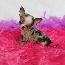 Chihuahua Puppies from Honey Bee Chihuahua’s