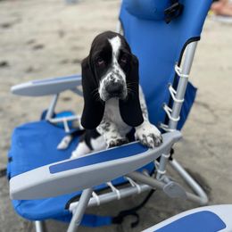 Basset Hound Puppies from Howlin Hounds
