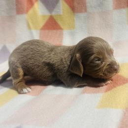Girl 1 - Fawn (isabella) and tan female Dachshund puppy in Oklahoma from DRB Dachshunds