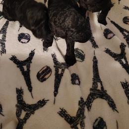 Bentley - Black male Poodle puppy in Gainesville Ocala, Florida from Curly Que Standard Poodles and Havanese