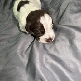 Boy 4 - Brown and gray male Wirehaired Pointing Griffon puppy in Jerome, Idaho from Double R Griffons